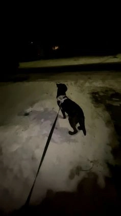 Mixed Breed dogs for sale: Mixed Breed Puppy 1 - Video 1