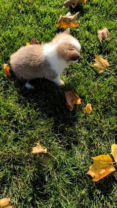 Welsh Corgi Pembroke dogs for sale: Sky - Video 1