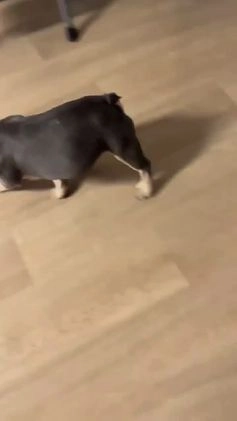 French Bulldog dogs for sale: French Bulldog Puppy 1 - Video 1