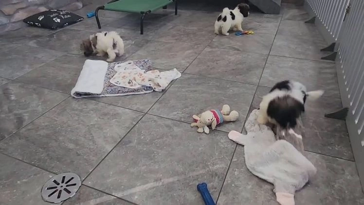 Havanese dogs for sale: TATUM - Video 5