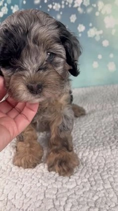 Cockapoo dogs for sale: Chloe - Video 1