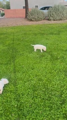 American Bully dogs for sale: American Bully Puppy 1 - Video 1