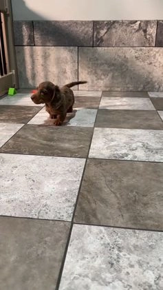 Miniature Dachshund dogs for sale: Nick - Video 1