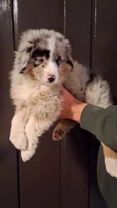 Miniature Australian Shepherd dogs for sale: Kasper - Video 1