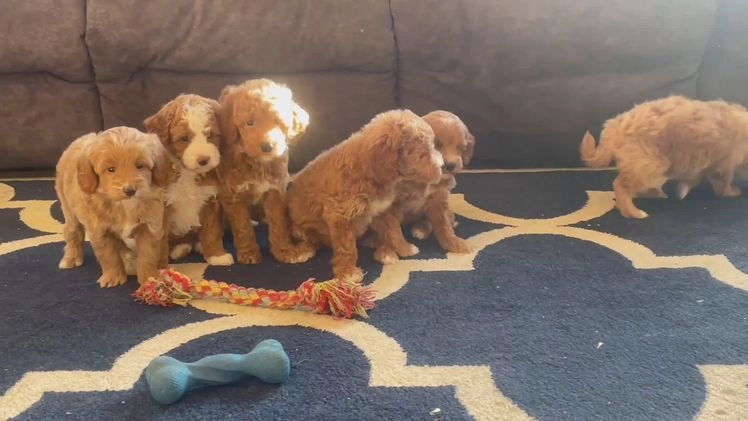 Mini Goldendoodle dogs for sale: Mr. Pluto - Video 1