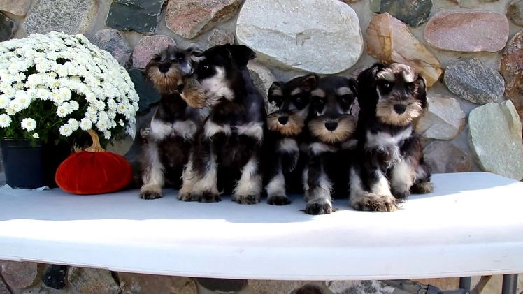 Miniature Schnauzer dogs for sale: Miniature Schnauzer Puppy 5 Curt - Video 2