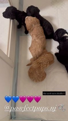 Mini Goldendoodle dogs for sale: Mini Goldendoodle ‘Jinx’  - Video 2