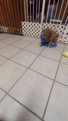 Mini Goldendoodle dogs for sale: Mini Goldendoodle Puppy Cream Puff - Video 2