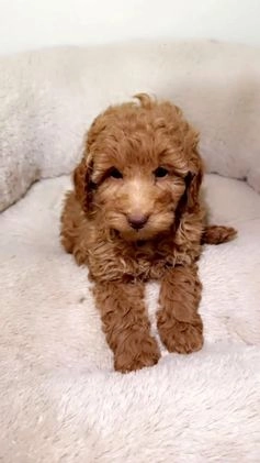 Maltipoo dogs for sale: Louie  - Video 2