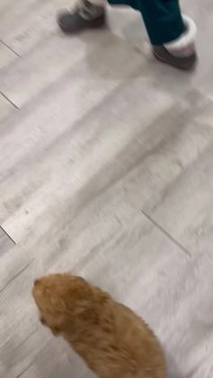 Cavapoo dogs for sale: Champ - Video 1