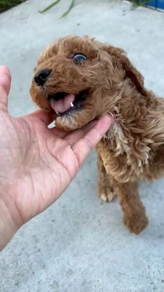 Standard Poodle dogs for sale: Charlie - Video 1