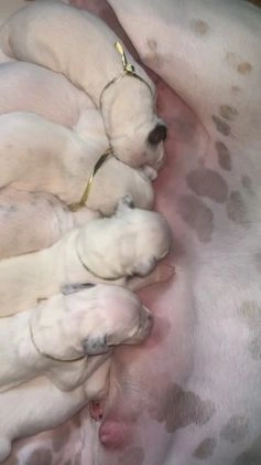 Dalmatian dogs for sale: Dalmatian Puppy 1 - Video 1