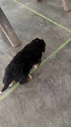Bernese Mountain Dog dogs for sale: Trixie - Video 1
