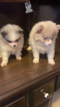 Pomeranian dogs for sale: Pomeranian Puppy 1 - Video 2
