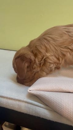 Cavapoo dogs for sale: Sparkle - Video 1