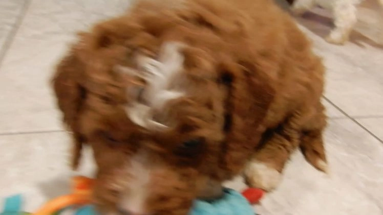 Cavapoo dogs for sale: Chester - Video 1