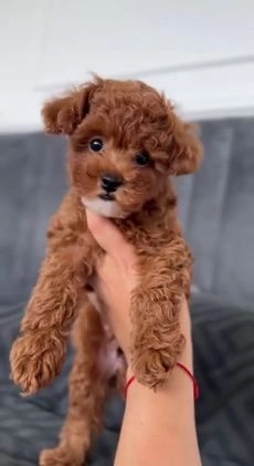 Miniature Poodle dogs for sale: Pierre  - Video 1