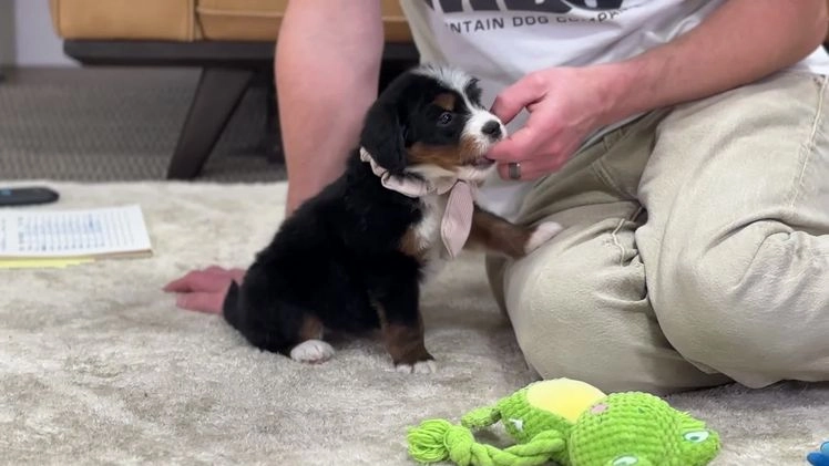 Mini Bernedoodle dogs for sale: Ivory - Video 1