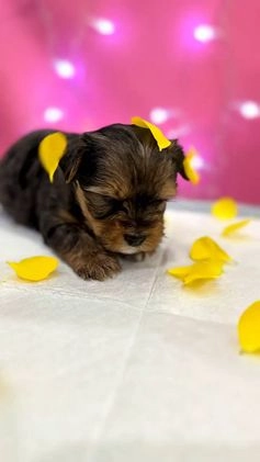 Yorkshire Terrier dogs for sale: Yorkshire Terrier Puppy 5 - Video 1