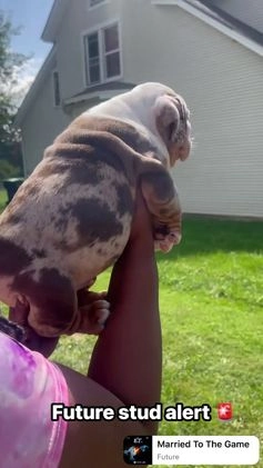 English Bulldog dogs for sale: English Bulldog Puppy 1 - Video 1