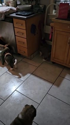 Akita dogs for sale: Troy - Video 5