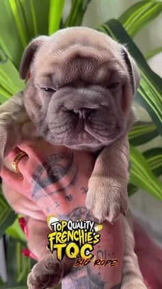 French Bulldog dogs for sale: QUENN - Video 1
