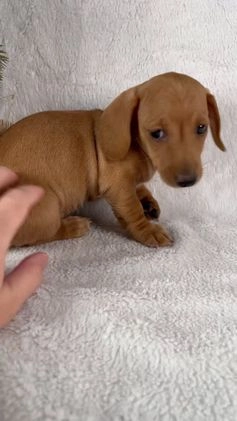 Miniature Dachshund dogs for sale: Stella - Video 2