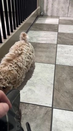 Bichpoo dogs for sale: Heidi - Video 1