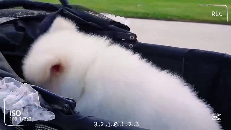 Alaskan Malamute dogs for sale: Fu Xingxing - Video 2