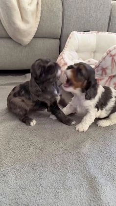 Cocker Spaniel dogs for sale: Teddy - Video 5