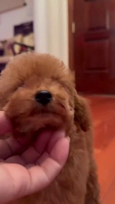 Toy Poodle dogs for sale: Toy Poodle Puppy 3 - Video 1
