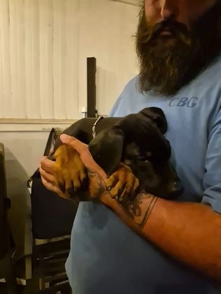 Doberman Pinscher dogs for sale: Pluto - Video 1