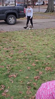 Akita dogs for sale: Troy - Video 6