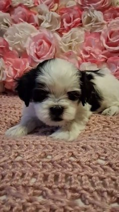 Shih Tzu dogs for sale: Spade - Video 1