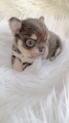 French Bulldog dogs for sale: FLUFFY MINI French Bulldog Puppy 1 - Video 1