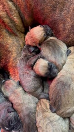 Cane Corso dogs for sale: Cane Corso Puppy 2 - Video 1