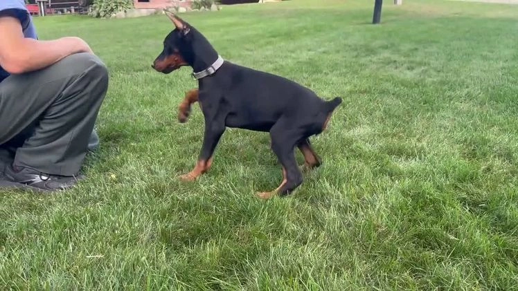 Doberman Pinscher dogs for sale: Selene - Video 3