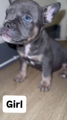 Mixed Breed dogs for sale: Mars - Video 1