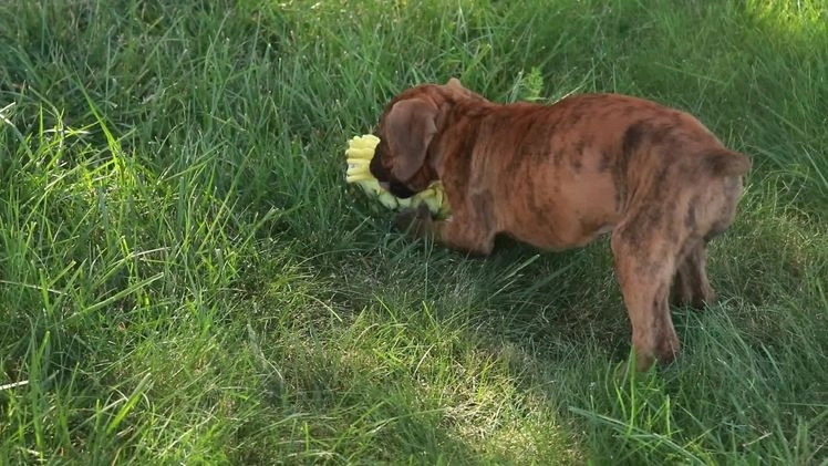 Boxer dogs for sale: Gemma - Video 2