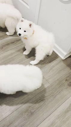 Samoyed dogs for sale: Mellow - Video 1