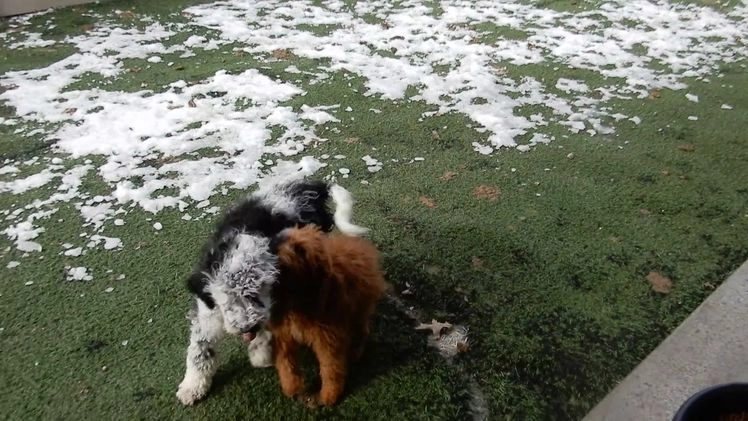 Sheepadoodle dogs for sale: Panda (medium) - Video 3