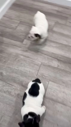 Mixed Breed dogs for sale: Rolo - Video 1