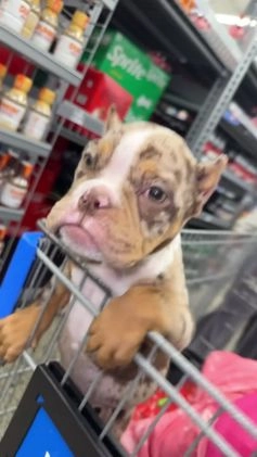 American Bully dogs for sale: Jinxy - Video 7