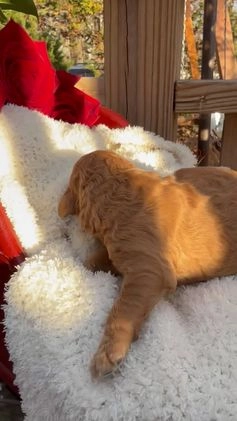 Goldendoodle dogs for sale: Caramel  - Video 1