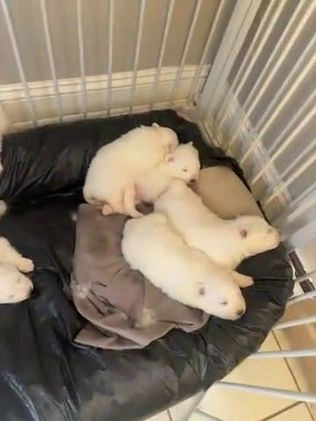 Samoyed dogs for sale: Dante - Video 1