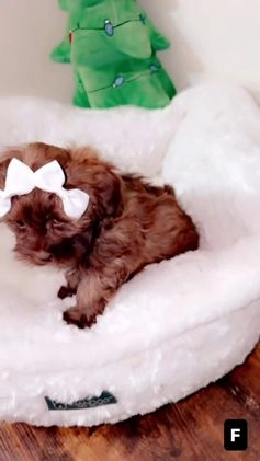Shihpoo dogs for sale: Minnie  - Video 1