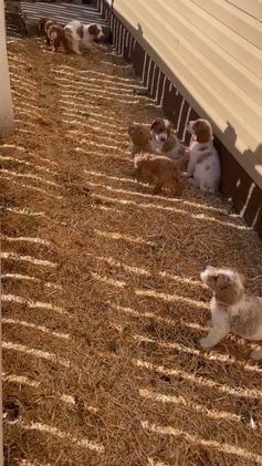 Miniature Labradoodle dogs for sale: Labradoodle Puppy 1 - Video 4