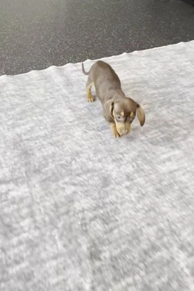 Miniature Dachshund dogs for sale: Godiva - Video 1
