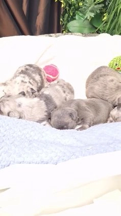 French Bulldog dogs for sale: Tim - Video 2