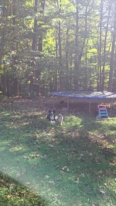 Pomsky dogs for sale: Periwinkle - Video 1